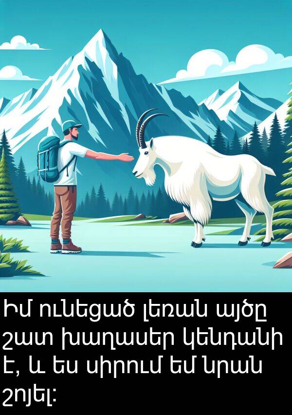 լեռան: Իմ ունեցած լեռան այծը շատ խաղասեր կենդանի է, և ես սիրում եմ նրան շոյել: