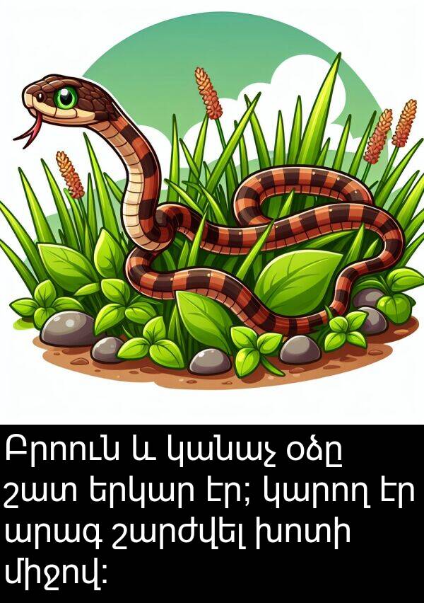 կանաչ: Բրոուն և կանաչ օձը շատ երկար էր; կարող էր արագ շարժվել խոտի միջով:
