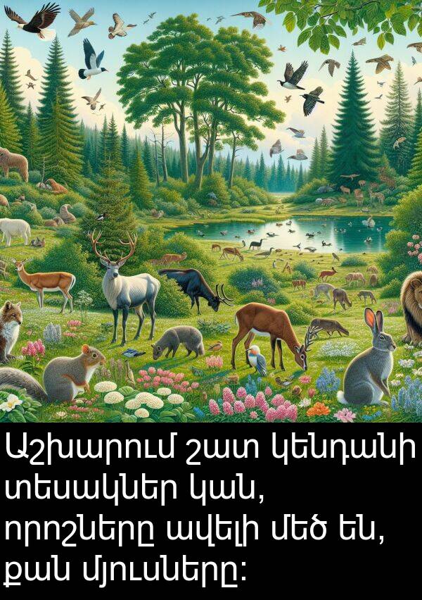 տեսակներ: Աշխարում շատ կենդանի տեսակներ կան, որոշները ավելի մեծ են, քան մյուսները: