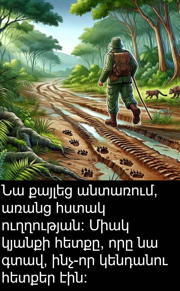 գտավ: Նա քայլեց անտառում, առանց հստակ ուղղության։ Միակ կյանքի հետքը, որը նա գտավ, ինչ-որ կենդանու հետքեր էին։