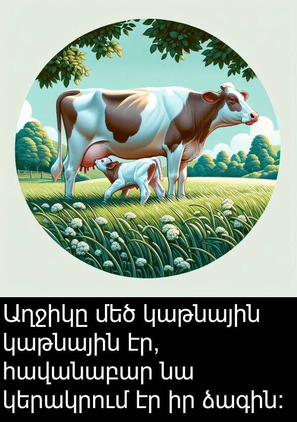 կաթնային: Աղջիկը մեծ կաթնային կաթնային էր, հավանաբար նա կերակրում էր իր ձագին: