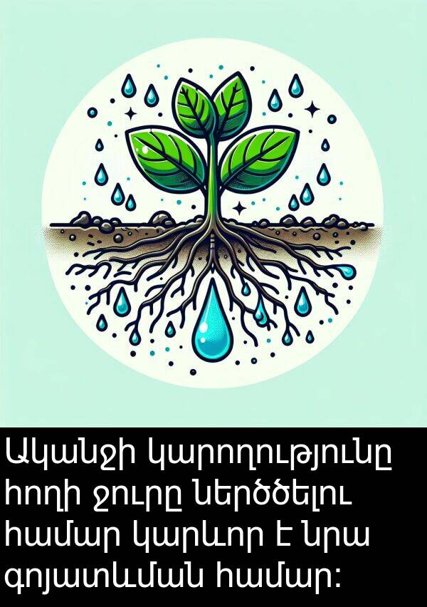 գոյատևման: Ականջի կարողությունը հողի ջուրը ներծծելու համար կարևոր է նրա գոյատևման համար: