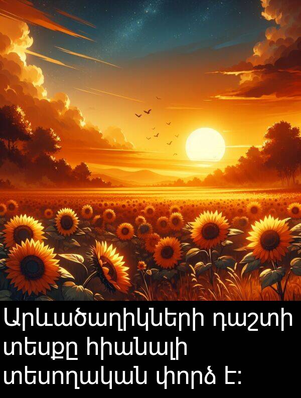 փորձ: Արևածաղիկների դաշտի տեսքը հիանալի տեսողական փորձ է:
