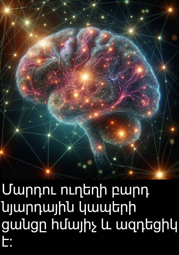 ցանցը: Մարդու ուղեղի բարդ նյարդային կապերի ցանցը հմայիչ և ազդեցիկ է: