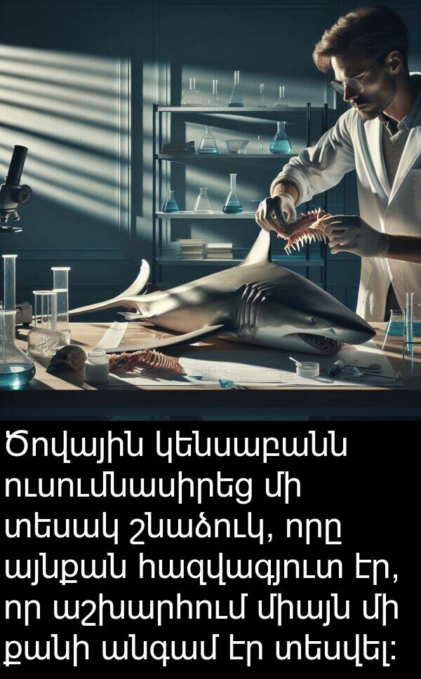 հազվագյուտ: Ծովային կենսաբանն ուսումնասիրեց մի տեսակ շնաձուկ, որը այնքան հազվագյուտ էր, որ աշխարհում միայն մի քանի անգամ էր տեսվել: