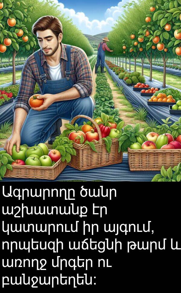 բանջարեղեն: Ագրարողը ծանր աշխատանք էր կատարում իր այգում, որպեսզի աճեցնի թարմ և առողջ մրգեր ու բանջարեղեն: