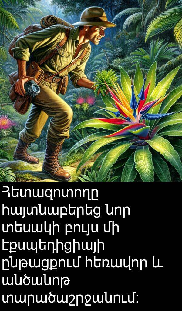 բույս: Հետազոտողը հայտնաբերեց նոր տեսակի բույս մի էքսպեդիցիայի ընթացքում հեռավոր և անծանոթ տարածաշրջանում: