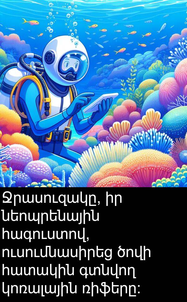 գտնվող: Ջրասուզակը, իր նեոպրենային հագուստով, ուսումնասիրեց ծովի հատակին գտնվող կոռալային ռիֆերը: