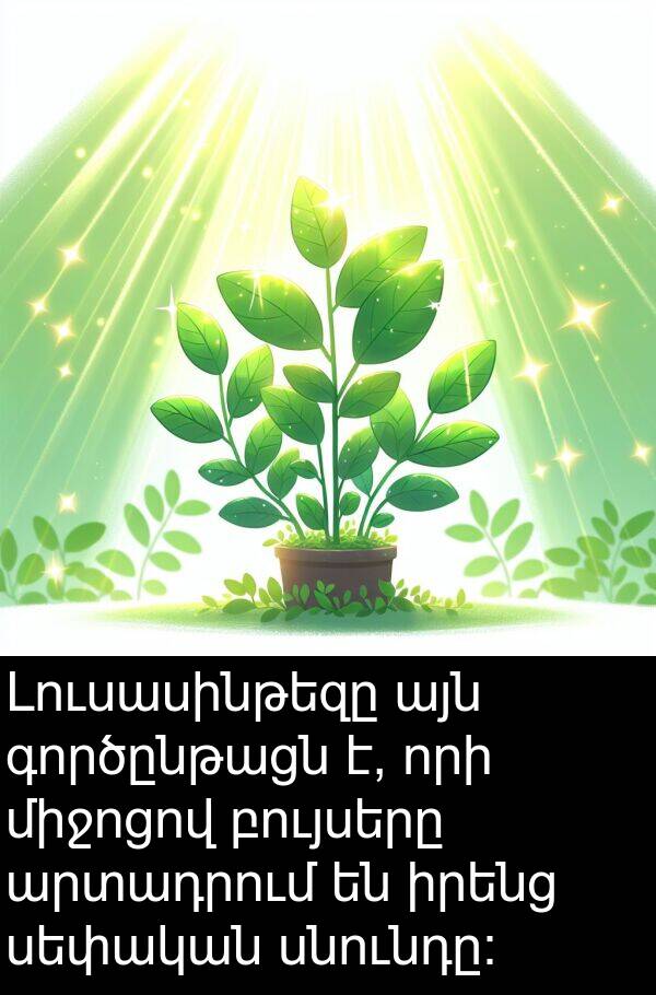 բույսերը: Լուսասինթեզը այն գործընթացն է, որի միջոցով բույսերը արտադրում են իրենց սեփական սնունդը:
