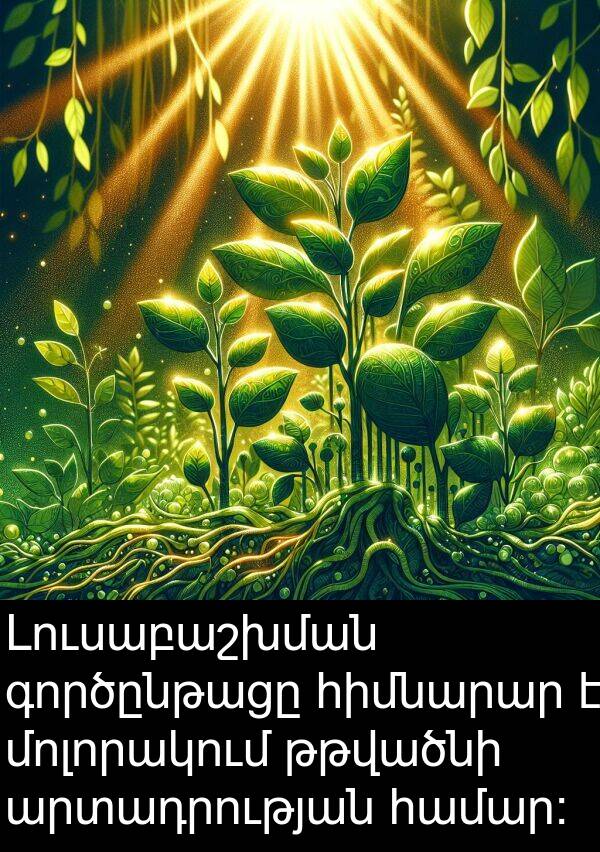 գործընթացը: Լուսաբաշխման գործընթացը հիմնարար է մոլորակում թթվածնի արտադրության համար: