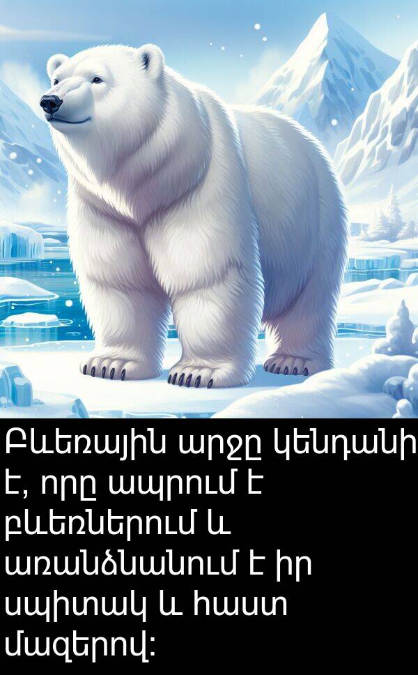 արջը: Բևեռային արջը կենդանի է, որը ապրում է բևեռներում և առանձնանում է իր սպիտակ և հաստ մազերով: