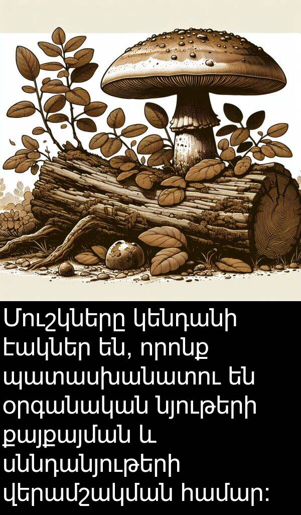 էակներ: Մուշկները կենդանի էակներ են, որոնք պատասխանատու են օրգանական նյութերի քայքայման և սննդանյութերի վերամշակման համար: