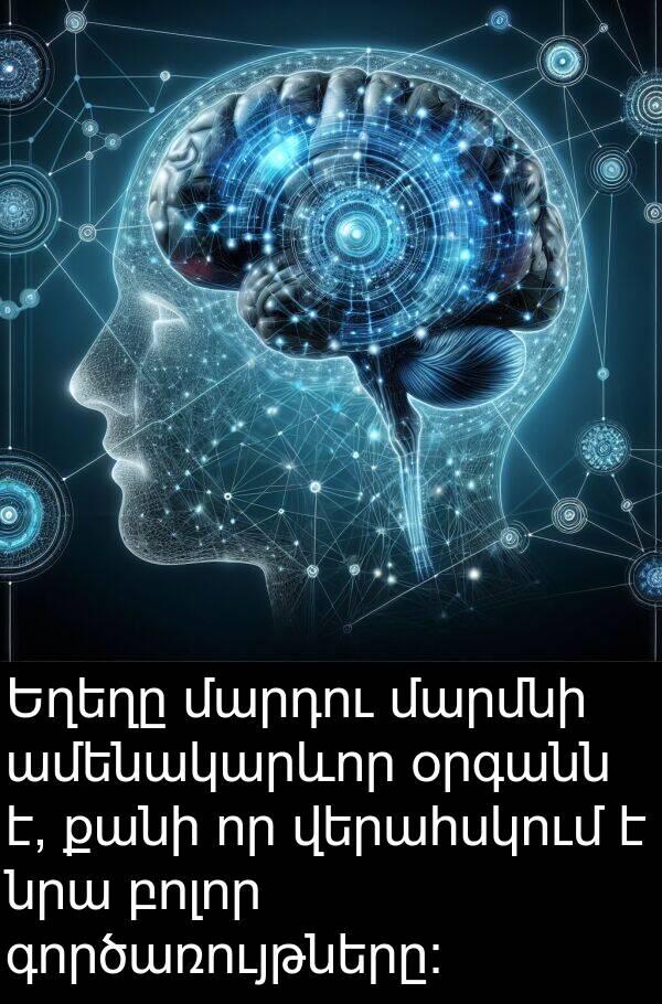 գործառույթները: Եղեղը մարդու մարմնի ամենակարևոր օրգանն է, քանի որ վերահսկում է նրա բոլոր գործառույթները: