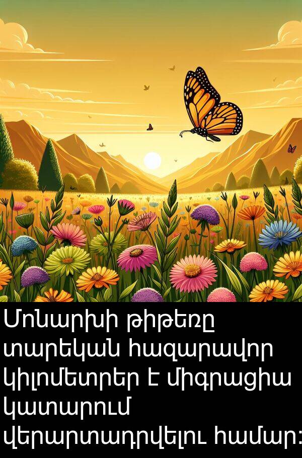 տարեկան: Մոնարխի թիթեռը տարեկան հազարավոր կիլոմետրեր է միգրացիա կատարում վերարտադրվելու համար: