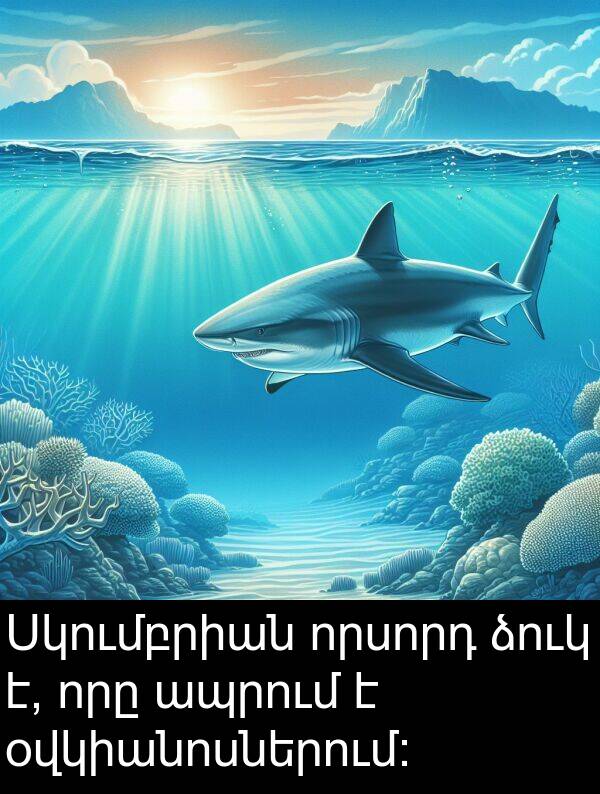օվկիանոսներում: Սկումբրիան որսորդ ձուկ է, որը ապրում է օվկիանոսներում: