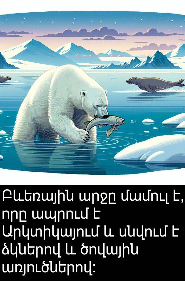 արջը: Բևեռային արջը մամուլ է, որը ապրում է Արկտիկայում և սնվում է ձկներով և ծովային առյուծներով: