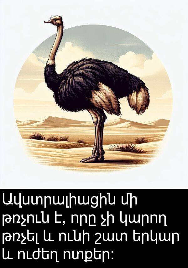 թռչուն: Ավստրալիացին մի թռչուն է, որը չի կարող թռչել և ունի շատ երկար և ուժեղ ոտքեր: