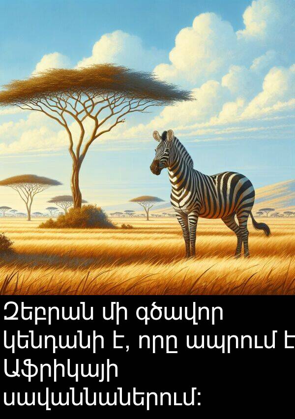 գծավոր: Զեբրան մի գծավոր կենդանի է, որը ապրում է Աֆրիկայի սավաննաներում: