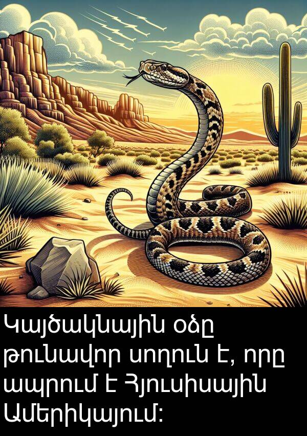 օձը: Կայծակնային օձը թունավոր սողուն է, որը ապրում է Հյուսիսային Ամերիկայում: