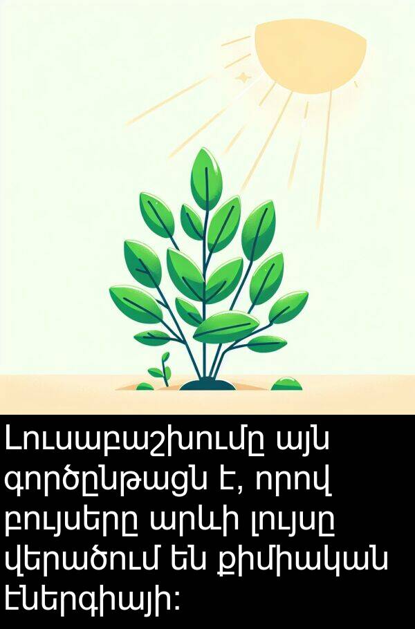 բույսերը: Լուսաբաշխումը այն գործընթացն է, որով բույսերը արևի լույսը վերածում են քիմիական էներգիայի: