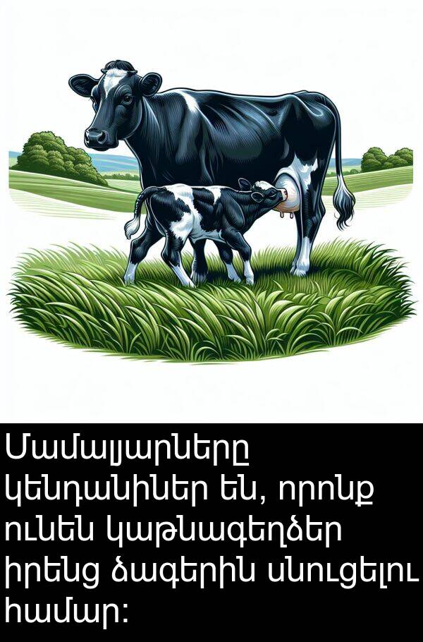 կենդանիներ: Մամալյարները կենդանիներ են, որոնք ունեն կաթնագեղձեր իրենց ձագերին սնուցելու համար: