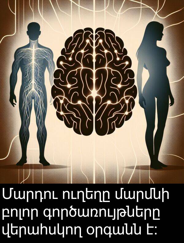 բոլոր: Մարդու ուղեղը մարմնի բոլոր գործառույթները վերահսկող օրգանն է:
