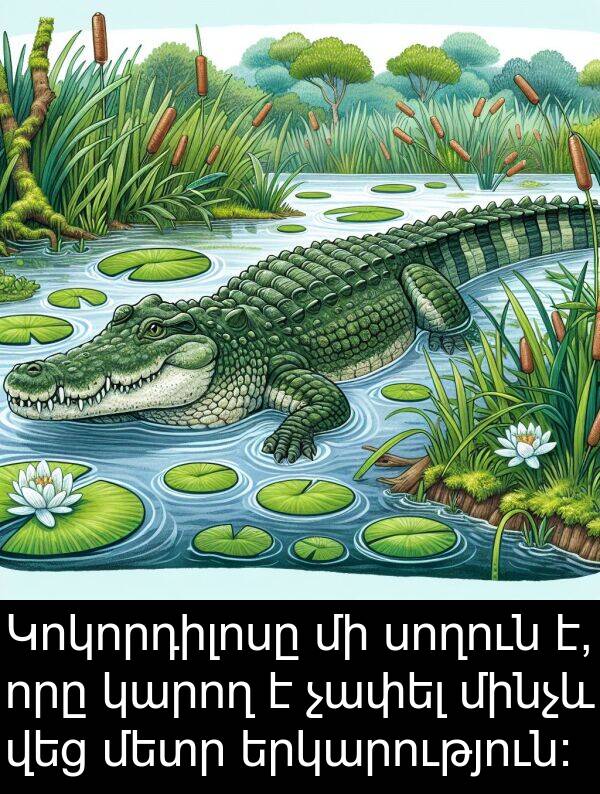 սողուն: Կոկորդիլոսը մի սողուն է, որը կարող է չափել մինչև վեց մետր երկարություն: