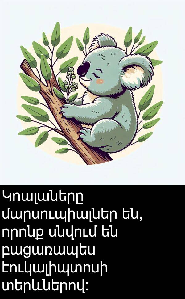 որոնք: Կոալաները մարսուպիալներ են, որոնք սնվում են բացառապես էուկալիպտոսի տերևներով: