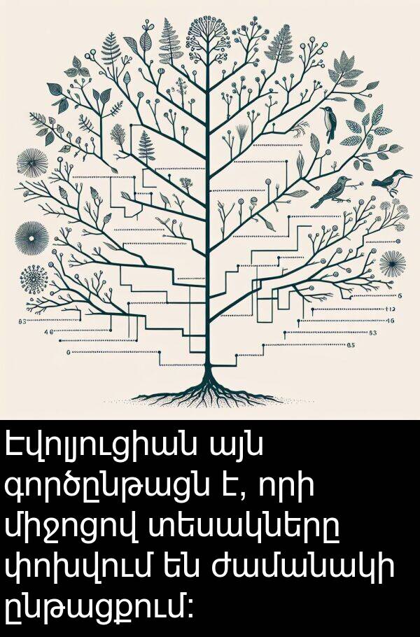 գործընթացն: Էվոլյուցիան այն գործընթացն է, որի միջոցով տեսակները փոխվում են ժամանակի ընթացքում: