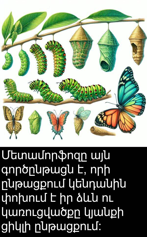 գործընթացն: Մետամորֆոզը այն գործընթացն է, որի ընթացքում կենդանին փոխում է իր ձևն ու կառուցվածքը կյանքի ցիկլի ընթացքում: