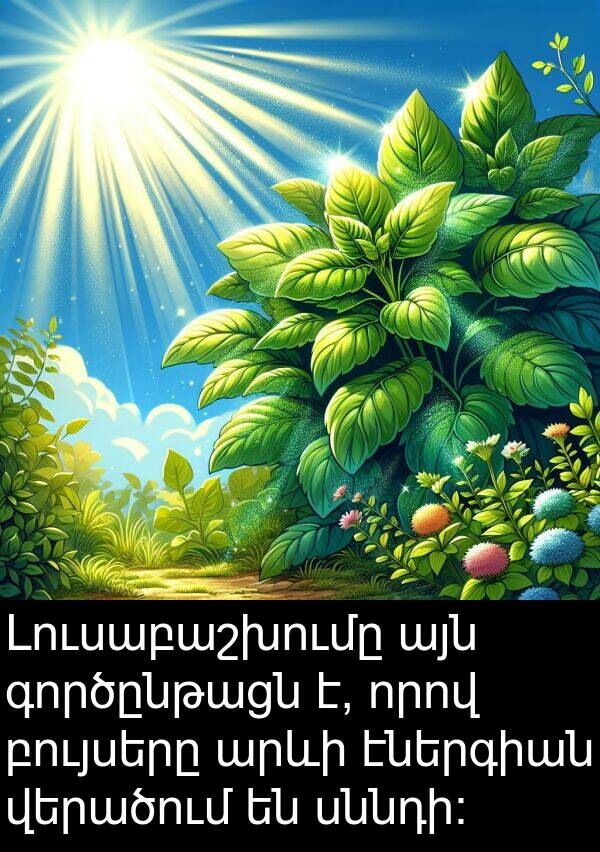 բույսերը: Լուսաբաշխումը այն գործընթացն է, որով բույսերը արևի էներգիան վերածում են սննդի: