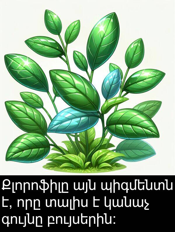 բույսերին: Քլորոֆիլը այն պիգմենտն է, որը տալիս է կանաչ գույնը բույսերին: