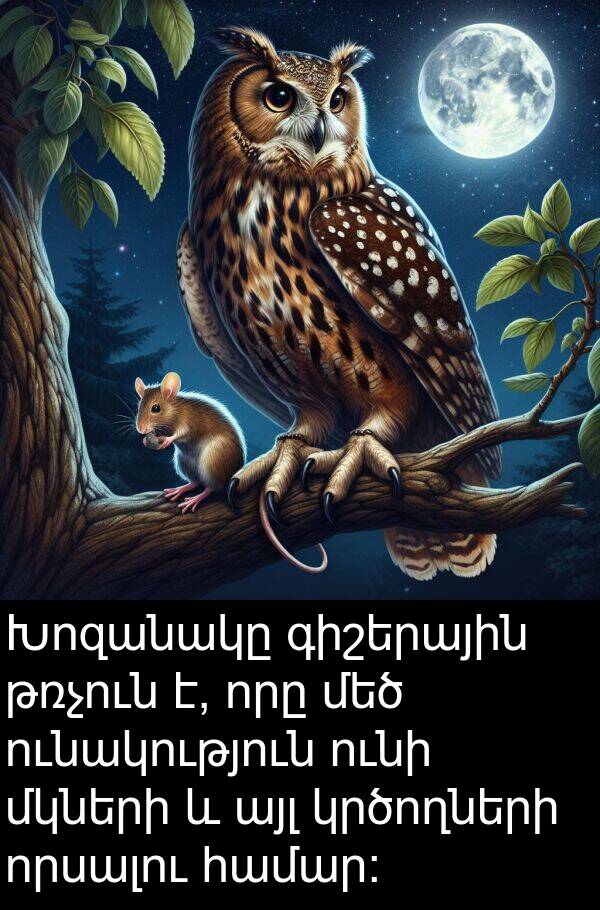 այլ: Խոզանակը գիշերային թռչուն է, որը մեծ ունակություն ունի մկների և այլ կրծողների որսալու համար: