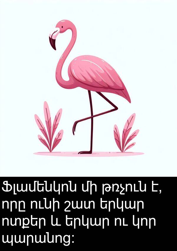 թռչուն: Ֆլամենկոն մի թռչուն է, որը ունի շատ երկար ոտքեր և երկար ու կոր պարանոց: