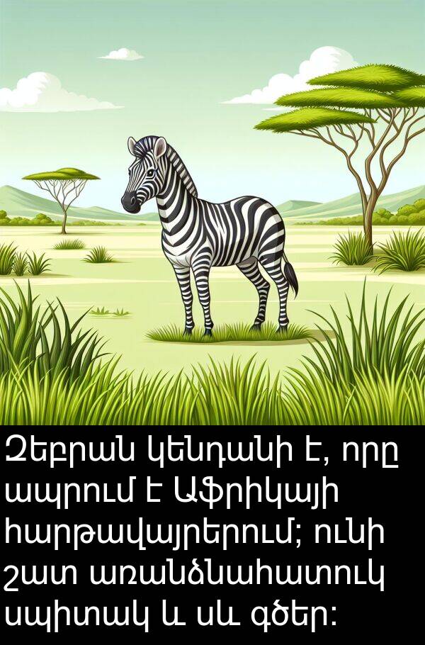 սպիտակ: Զեբրան կենդանի է, որը ապրում է Աֆրիկայի հարթավայրերում; ունի շատ առանձնահատուկ սպիտակ և սև գծեր: