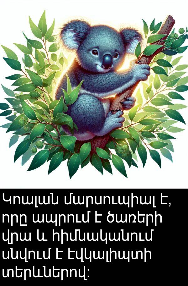 էվկալիպտի: Կոալան մարսուպիալ է, որը ապրում է ծառերի վրա և հիմնականում սնվում է էվկալիպտի տերևներով: