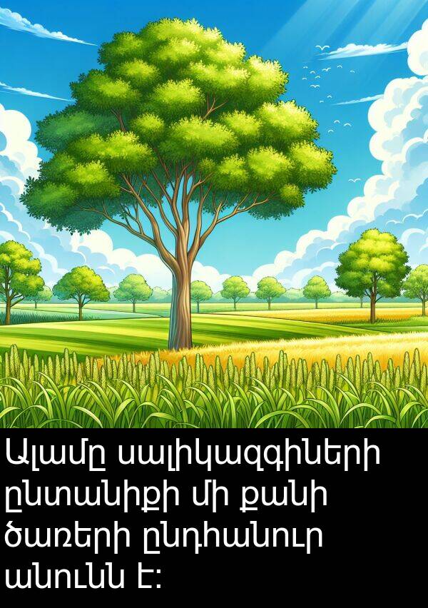 ընտանիքի: Ալամը սալիկազգիների ընտանիքի մի քանի ծառերի ընդհանուր անունն է։