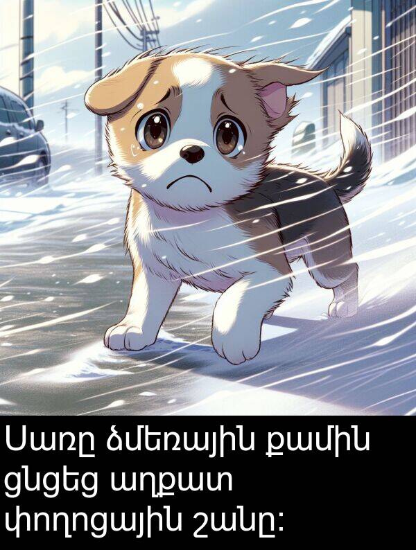 քամին: Սառը ձմեռային քամին ցնցեց աղքատ փողոցային շանը։