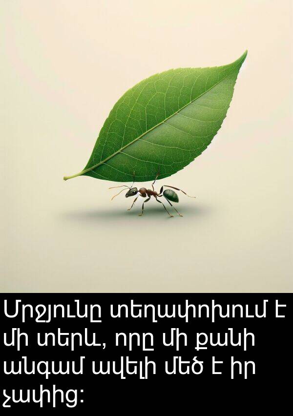 քանի: Մրջյունը տեղափոխում է մի տերև, որը մի քանի անգամ ավելի մեծ է իր չափից: