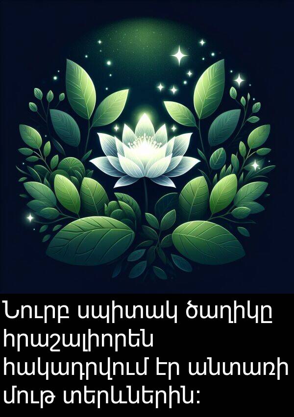 սպիտակ: Նուրբ սպիտակ ծաղիկը հրաշալիորեն հակադրվում էր անտառի մութ տերևներին: