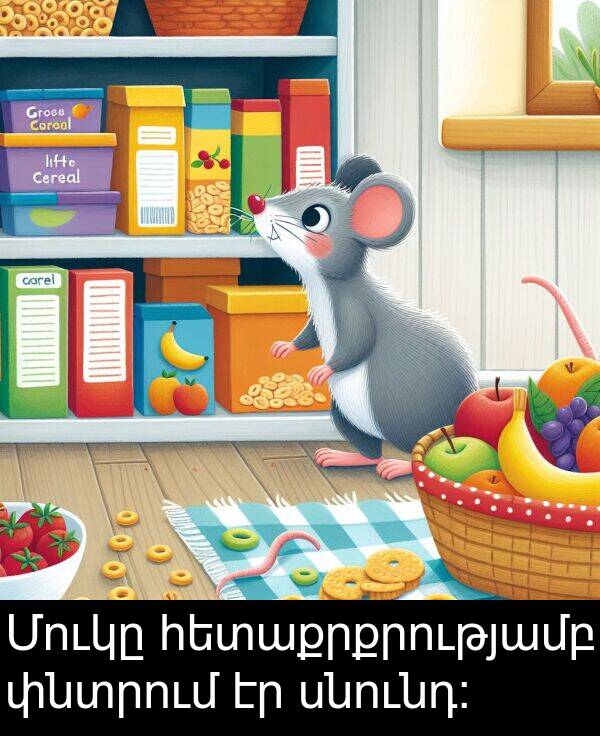 սնունդ: Մուկը հետաքրքրությամբ փնտրում էր սնունդ:
