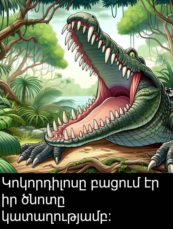 բացում: Կոկորդիլոսը բացում էր իր ծնոտը կատաղությամբ: