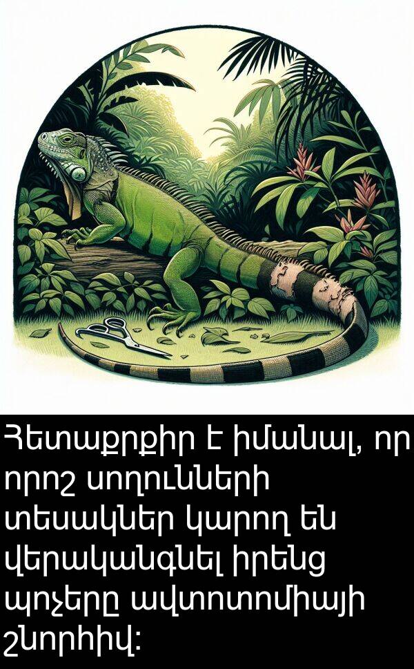 սողունների: Հետաքրքիր է իմանալ, որ որոշ սողունների տեսակներ կարող են վերականգնել իրենց պոչերը ավտոտոմիայի շնորհիվ:
