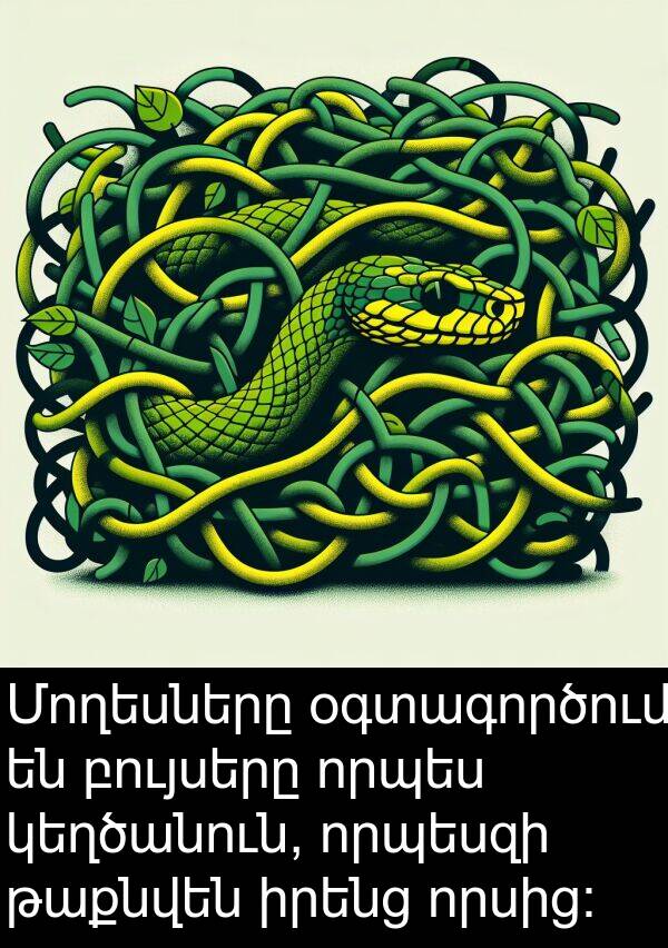բույսերը: Մողեսները օգտագործում են բույսերը որպես կեղծանուն, որպեսզի թաքնվեն իրենց որսից: