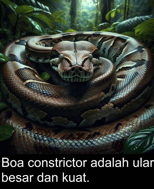 kuat: Boa constrictor adalah ular besar dan kuat.