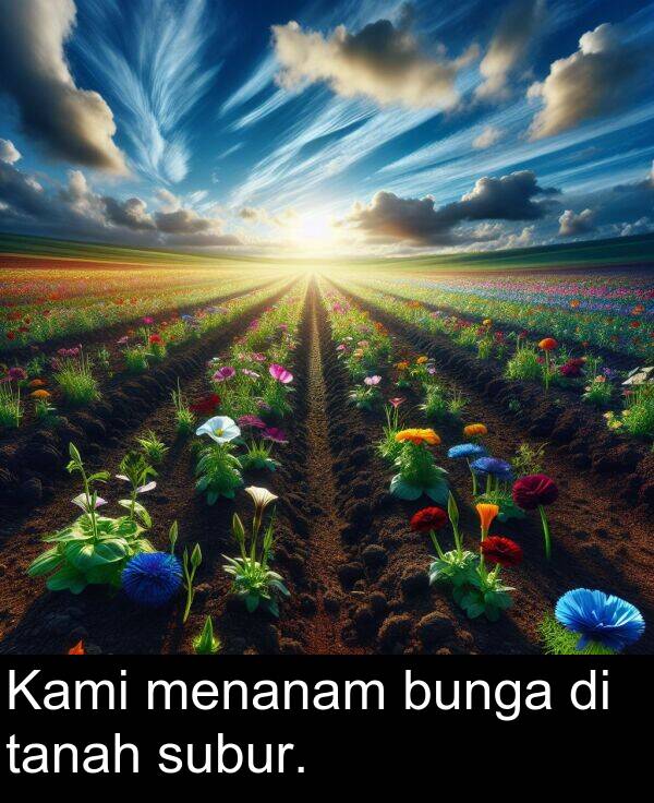 bunga: Kami menanam bunga di tanah subur.