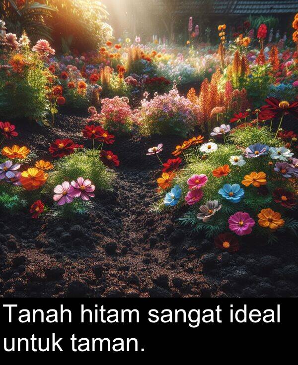 taman: Tanah hitam sangat ideal untuk taman.