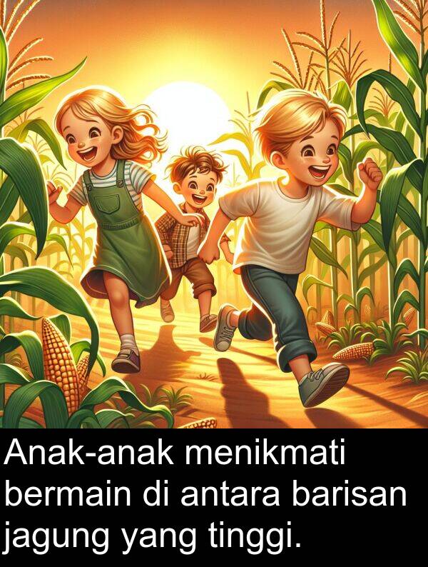 jagung: Anak-anak menikmati bermain di antara barisan jagung yang tinggi.