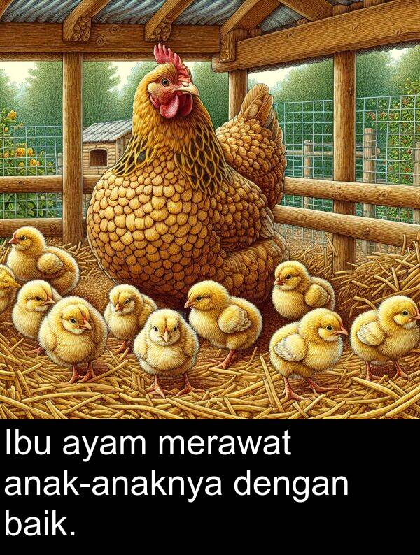 merawat: Ibu ayam merawat anak-anaknya dengan baik.