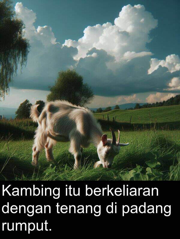 rumput: Kambing itu berkeliaran dengan tenang di padang rumput.